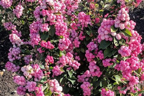 Pinky Promise Snowberry Bloomin Easy In 2021 Spring Garden Easy