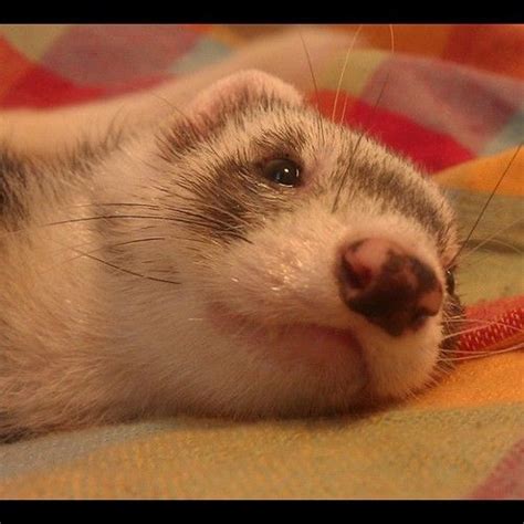 Ferret Nose Ferret Cute Ferrets Ferrets Care