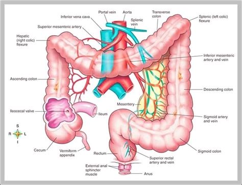 Lower Intestine Image Anatomy System Human Body Anatomy Diagram And Chart Images