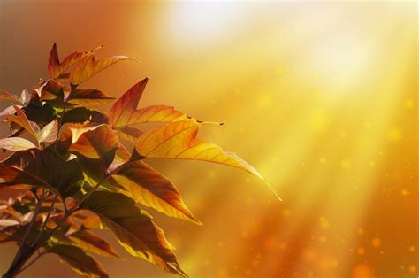 Free Images Nature Branch Plant Sunlight Morning Leaf Fall