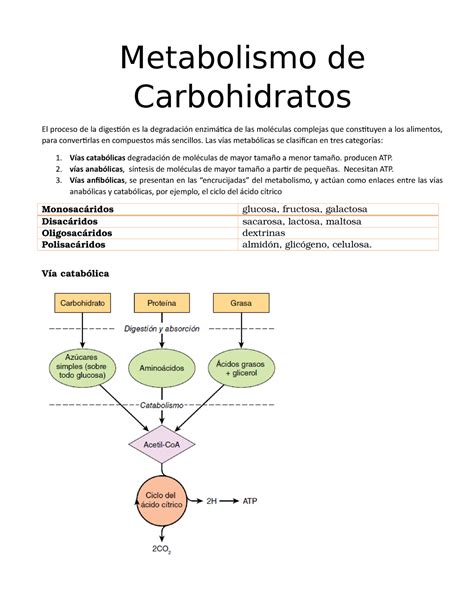 Metabolismo De Carbohidratos Metabolismo De Carbohidratos El