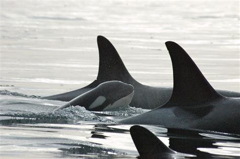 With Orca Mother Finally Releasing Her Dead Calf Greenpeace Calls For