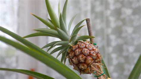 Supermarket Pineapple Planted 8 Years Ago Sprouts Into A Tree