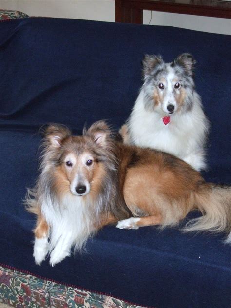 Pin On Sheltie Love