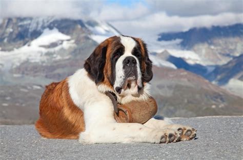 A male saint bernard's height can range between 28 and 30 inches, and he can weigh between 140 and 180 pounds (63 to 81 kilograms). Tout savoir sur le Saint-Bernard
