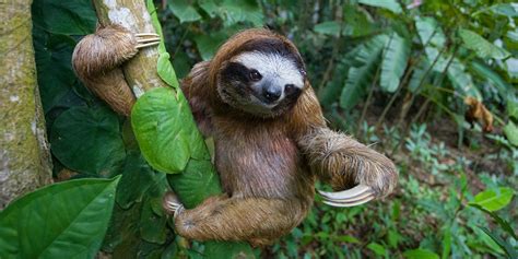 International Sloth Day In 20232024 When Where Why How Is Celebrated