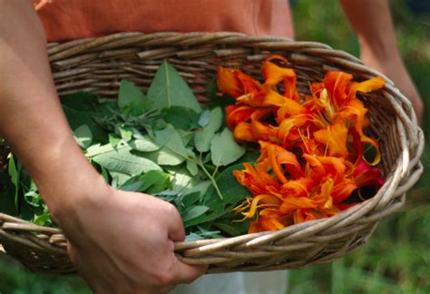Guidelines And Practices For Ethical Foraging Wild Food Foraging Wild