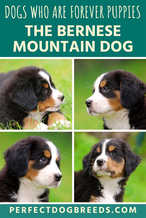 You May Feel Like Bernese Mountain Dog Puppies Never Grow Up And They