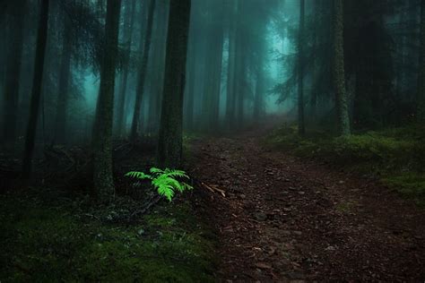 Landscapes Nature Path Dark Forest Foggy Morning View