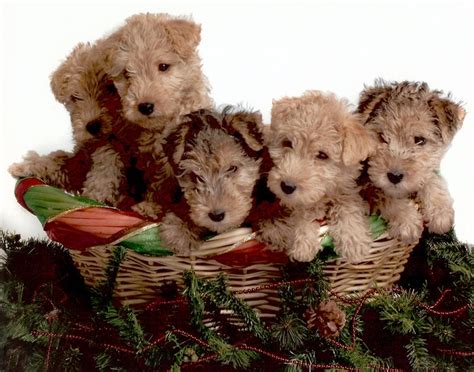 Lakeland terriers were developed to hunt and kill vermin on the farm and to help take care of the farmer's children. Lakeland Terrier Info, Temperament, Training, Puppies ...
