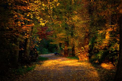 Wallpaper Sunlight Trees Night Nature Grass Wood Branch