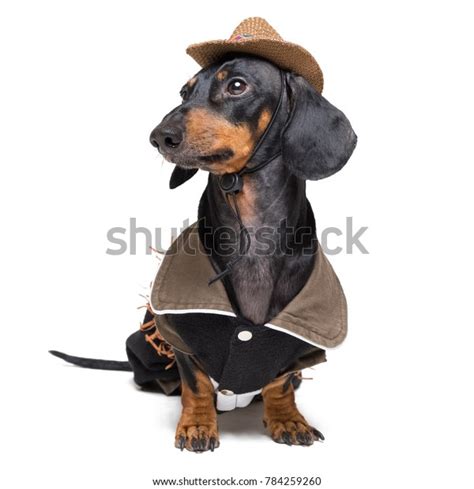 Funny Dachshund Dog Cowboy Costume Western Stock Photo 784259260