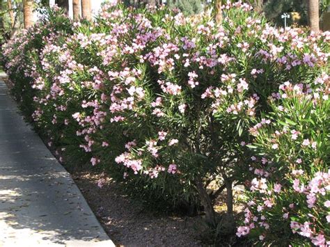Medium Low Evergreen Shrubs Petite Pink Oleander Nerium Oleander
