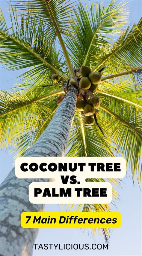 Coconut Tree Vs Palm Tree 7 Main Differences Tastylicious In 2023