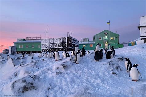 Ukrainian Antarctic Research Station Science And Penguins Official