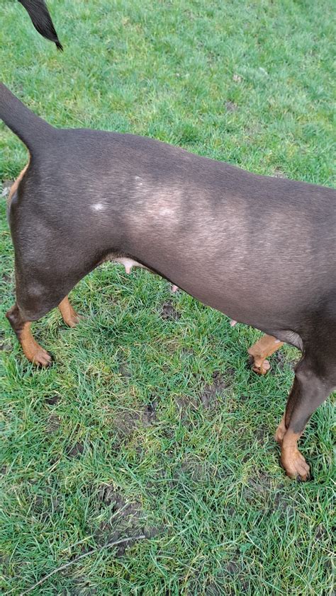 Hair Loss Bumps And Flaky Skin Doberman Forum Doberman Breed Dog