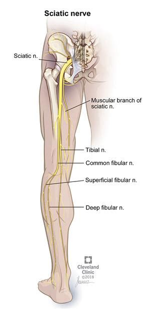 Sciatica And Leg Pain Cleveland Clinic