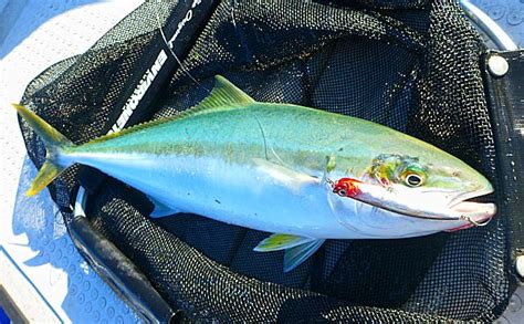Seaway Yellowtail Kingfish Update