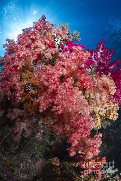 Soft Coral In Raja Ampat Indonesia Photograph By Todd Winner Fine