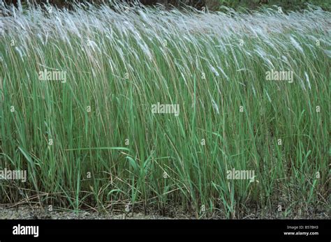 Cogongrass Or Lalang Imperata Cylindrica Seeding Flower Spikes Malaysia