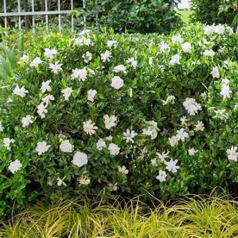 Southern Living Plant Collection 2 Pack White Jubilation Gardenia