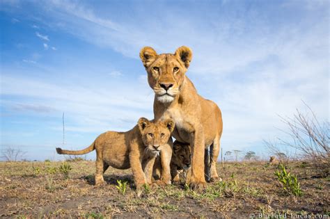 Lioness And Cubs Burrard Lucas Photography