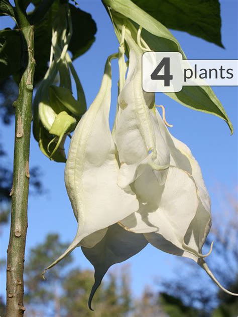 4 Shredded White Angel Trumpet Plants Kens Nursery
