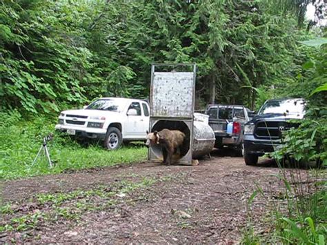 Feds Announce Plans To Reintroduce Grizzlies To The Cascades Ypr
