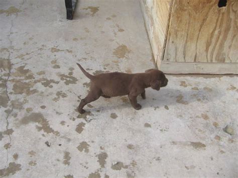 Check out the size, price & facts on chocolate chocolate labs are friendly and sociable by nature but if you are buying a pup from a puppy mill or farm, then there are chances that the pet. Chocolate Lab Puppies FOR SALE ADOPTION from santee California San Diego @ Adpost.com ...