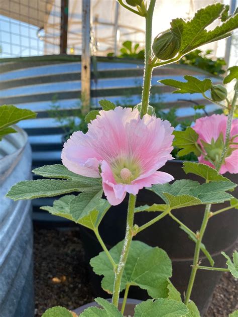 Pink Mix Hollyhock Flower Seeds From Sustainable All Natural Etsy