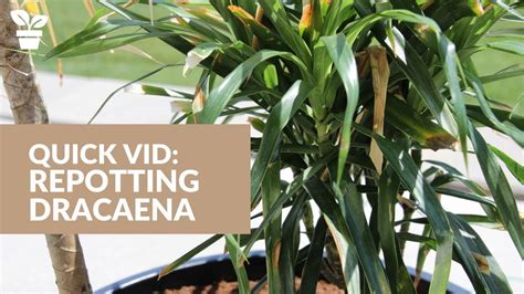 Repotting Dracaena Dracaena Marginata Dracaena Reflexa Youtube