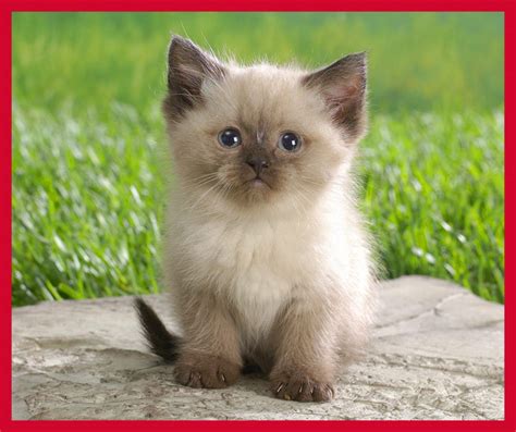 Top 20 Cutest Cat Breeds Amo Images Amo Images