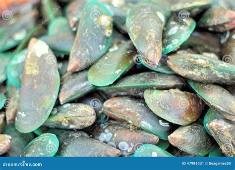 Fresh Shellfish In The Market Stock Image Image Of Marine Produce