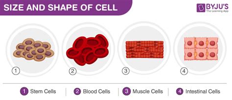Cells Size Shape And Count A Morphology Of A Cell