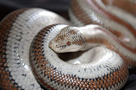 Reptile Facts The Rosy Boa Lichanura Trivirgata Is A Snake Of