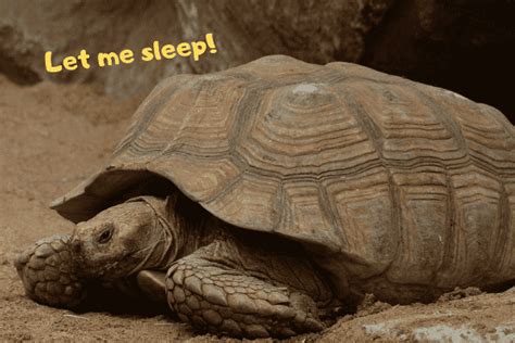 The hardy reptiles are escape artists, capable of evading enclosures and law enforcement; Best Pet Tortoise - Find The Right One For You ...