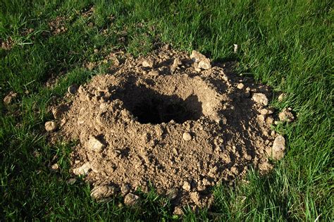 Gopher Inspection Guide Gopher Holes Tunnels Damage And Signs