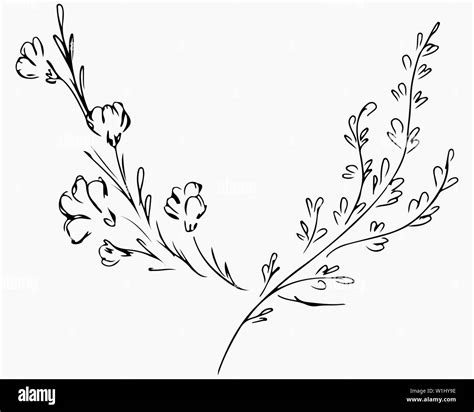 Hand Drawn Vector Illustrations Of Two Branches With Flowers And Leaves Isolated On White Hand