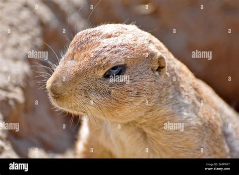 A Gopher Or Ground Squirrel Observing His Environment Stock Photo Alamy
