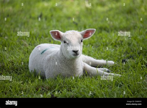 Domestic Sheep Texel Cross Lamb Resting In Pasture Chipping