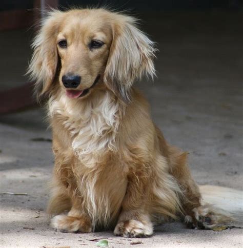 If I Ever Get A Small Dog It Will Be One Of These Dachshund Puppy