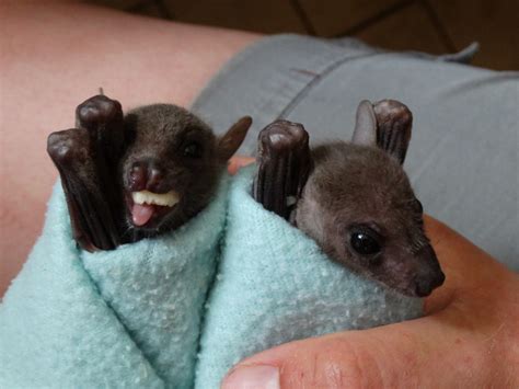Bat Zooborns