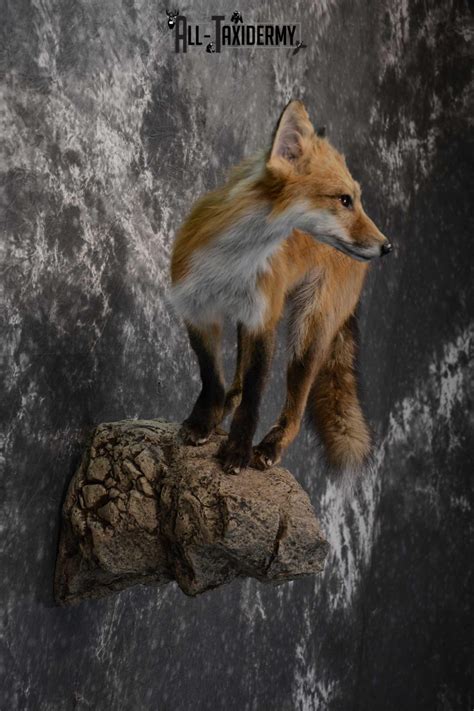 Red Fox Taxidermy Mount For Sale Sku 1672 All Taxidermy