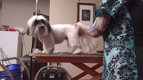 Grooming Demo Havanese All Over Pet Trim Youtube