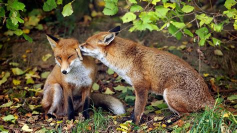 Dear Fox Couple Tiere Wild Fuchs Rotfuchs