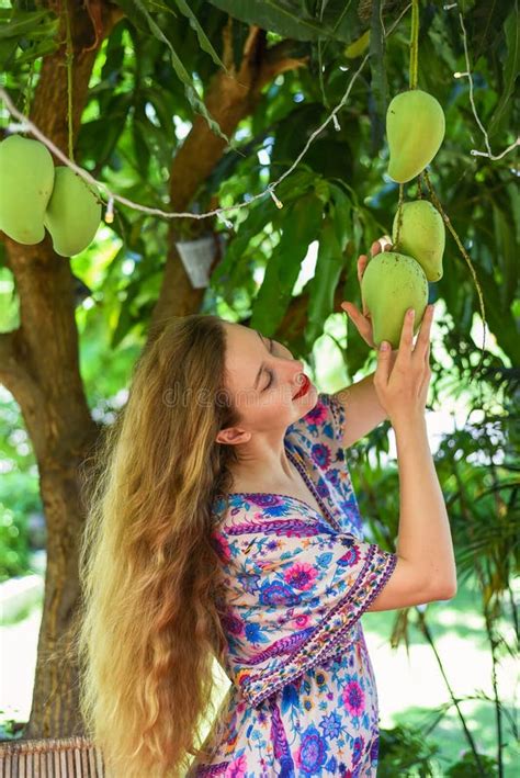 Blonde Beautiful Woman Touching Growing Mango Fruit From The Tree Stock