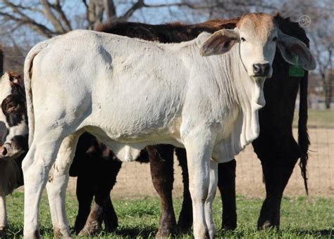 9 Purebred Open Replacement Heifers Brahman For Sale In Klondike