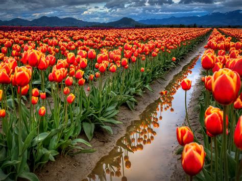 Spring Flowers Field With Red Tulips Desktop Wallpaper