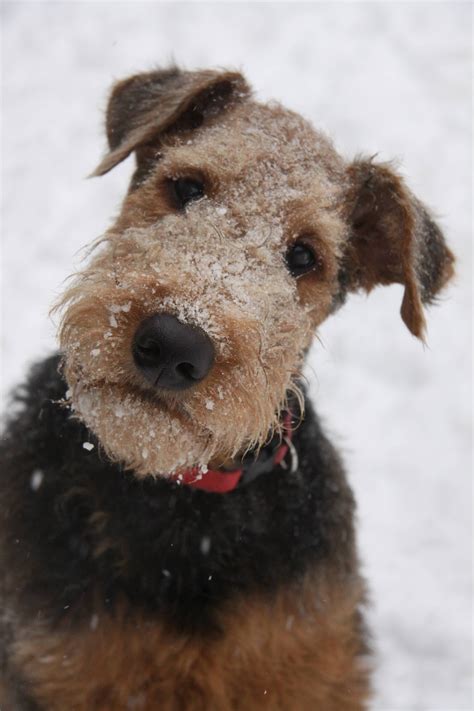 5 Month Old Puppy Dog Love Airedale Terrier Puppies