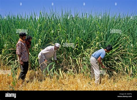 Harvesting Sugar Cane In Southern India Stock Photo Alamy